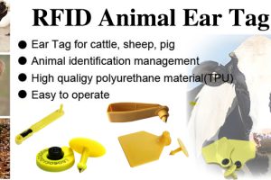 Ứng dụng công nghệ RFID trong chăn nuôi